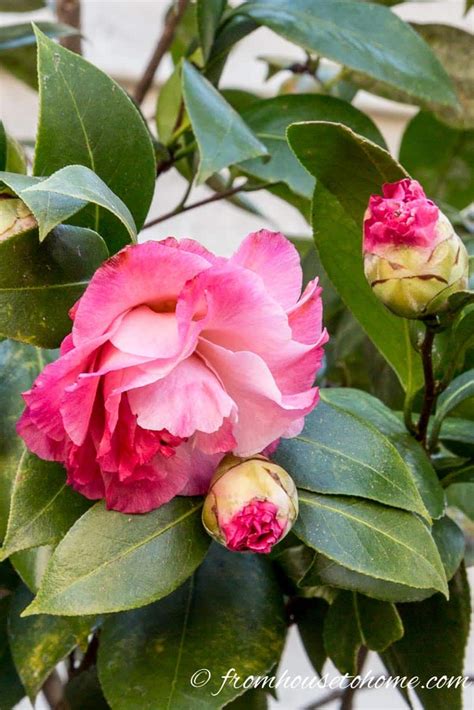 The Whispers of Autumn: Admiring October's Morning Camellias